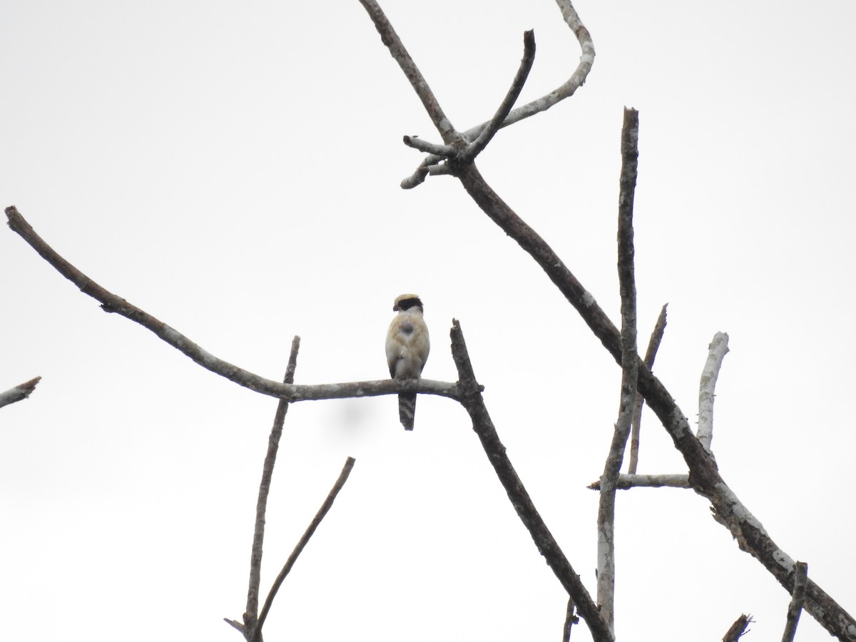 Laughing Falcon - Diana Patricia Deaza Curico