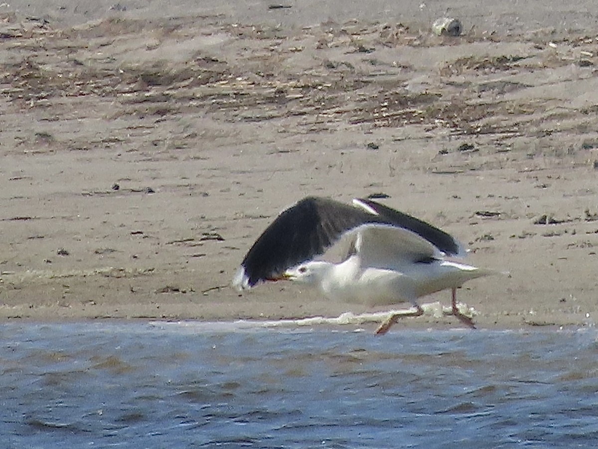 Great Black-backed Gull - christopher stuart elmer