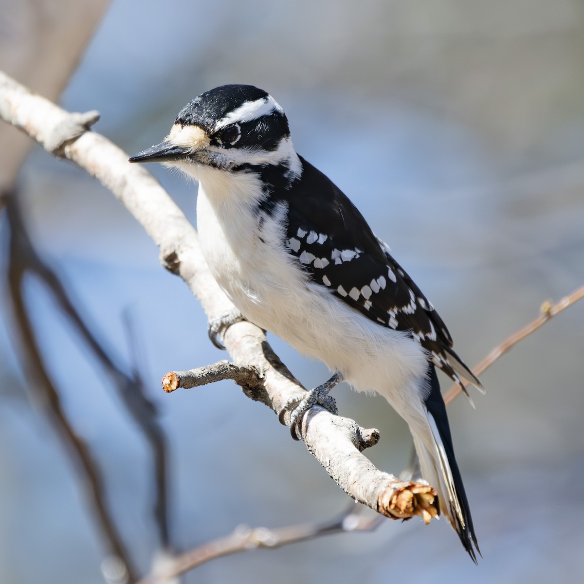 Hairy Woodpecker - Albert Picard