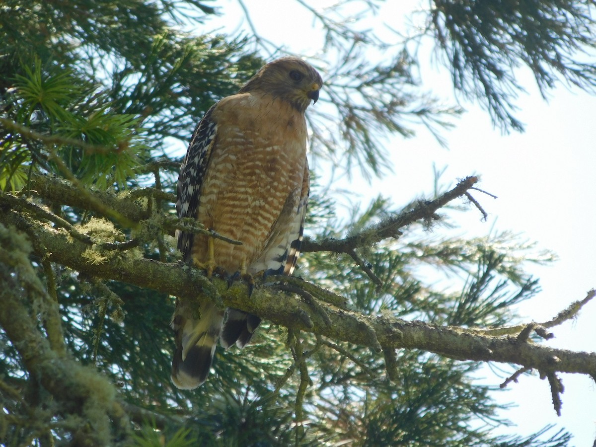 Red-shouldered Hawk - Julia Rabkin