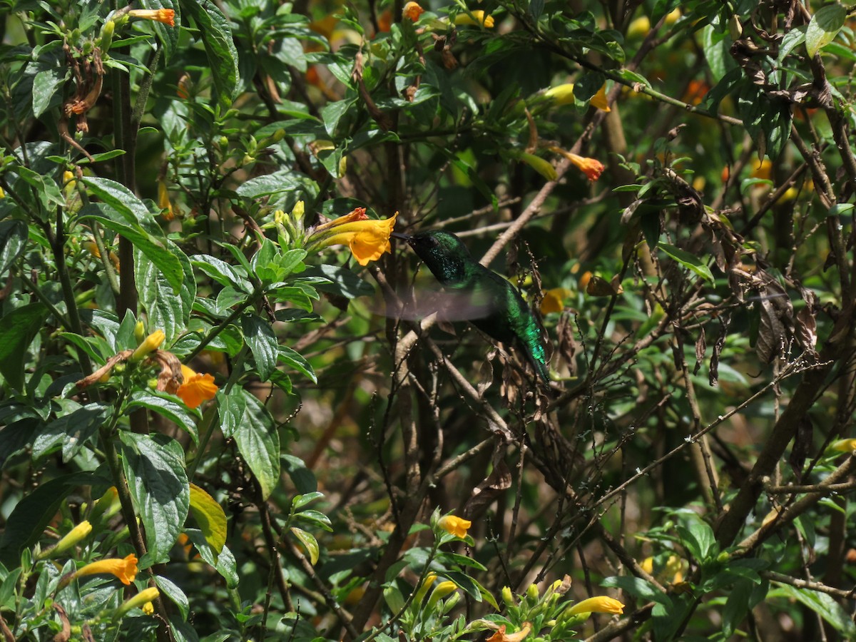 kolibřík Poortmanův - ML618088628