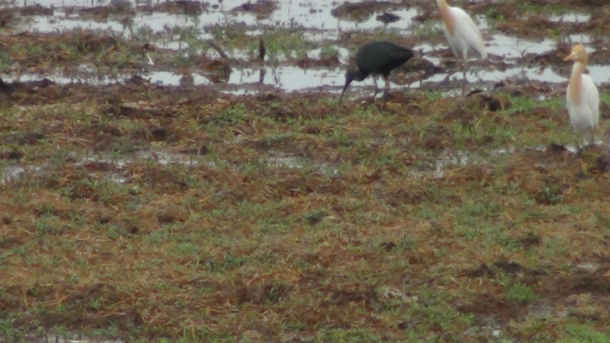 Glossy Ibis - Sudha Parimala