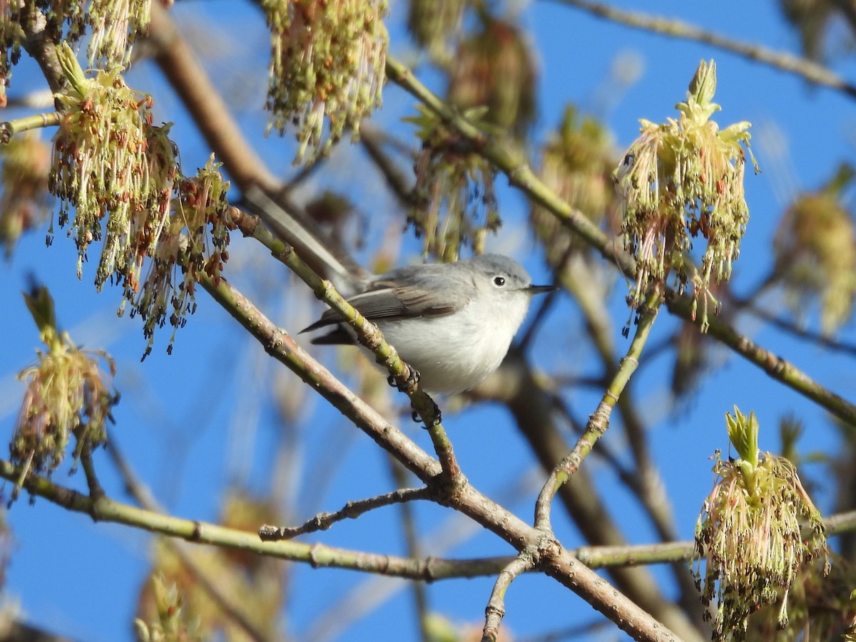 Blue-gray Gnatcatcher - Kevin Seymour