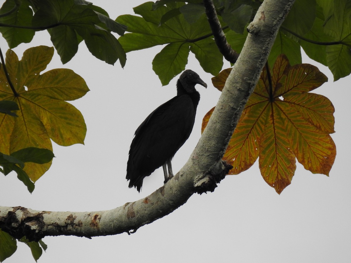 Black Vulture - Diana Patricia Deaza Curico