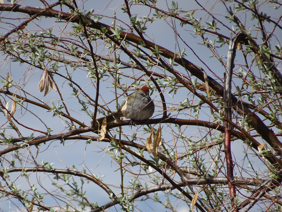 Green-tailed Towhee - Erika Gordon