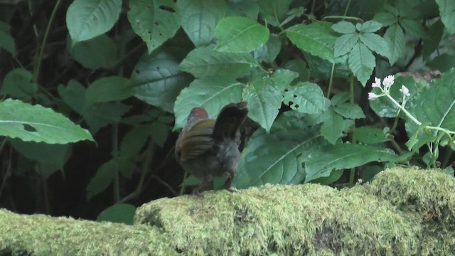 Silver-eared Laughingthrush - ML618088711