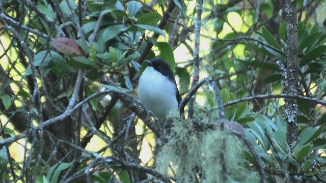 Black-backed Sibia - ML618088723