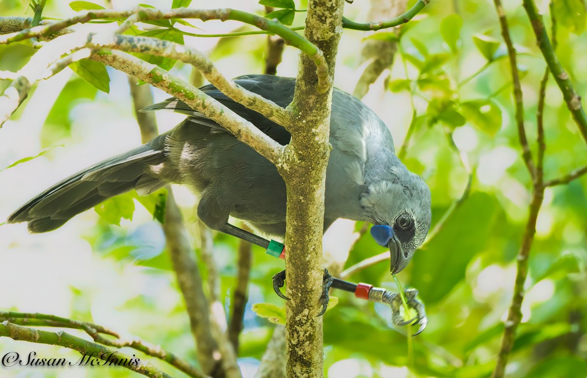 North Island Kokako - Susan Mac