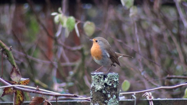 European Robin - ML618088726