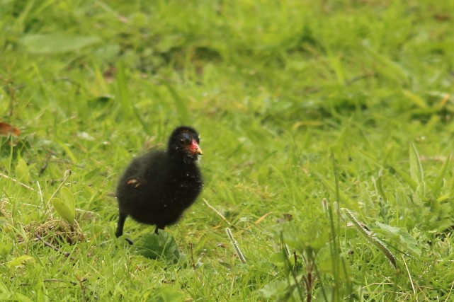 Eurasian Moorhen - David Howdon