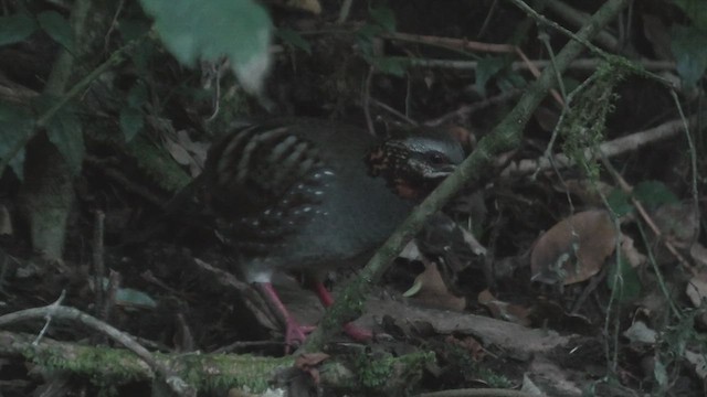 Rufous-throated Partridge - ML618088741