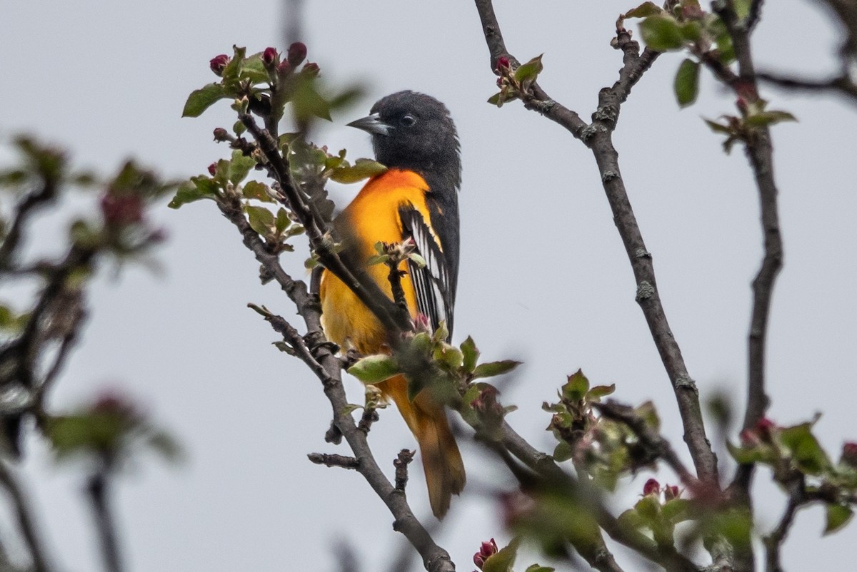 Baltimore Oriole - ML618088754