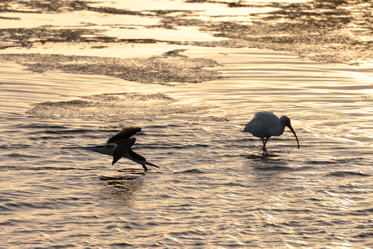 Black Skimmer - ML618088756