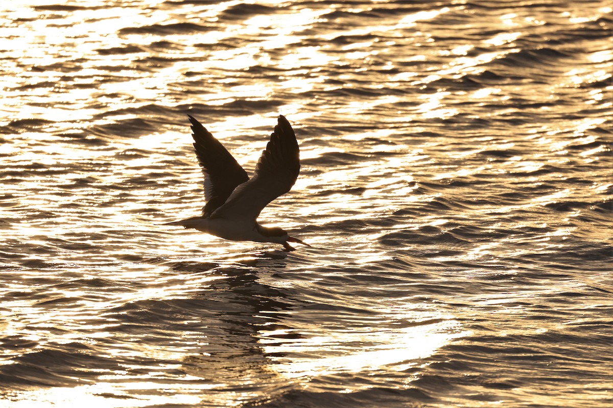 Black Skimmer - Brian Gibbons