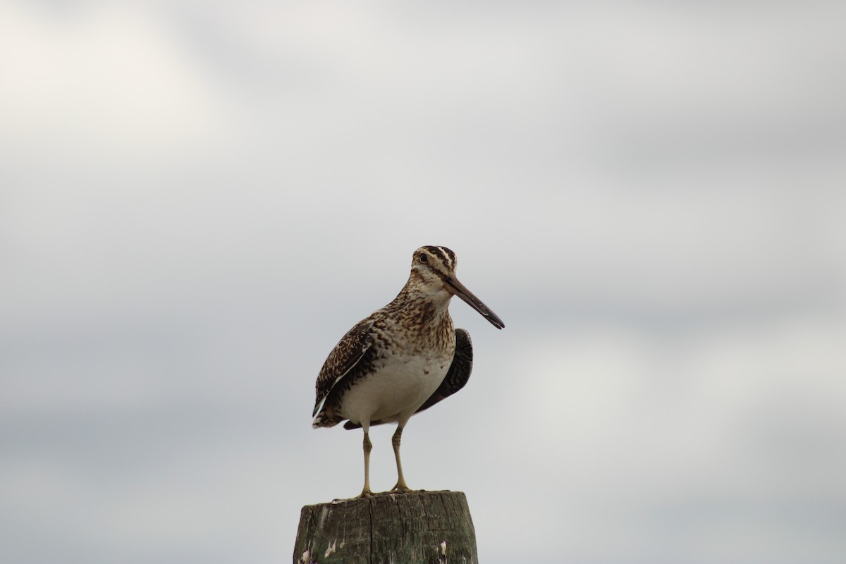 Wilson's Snipe - Shaina French