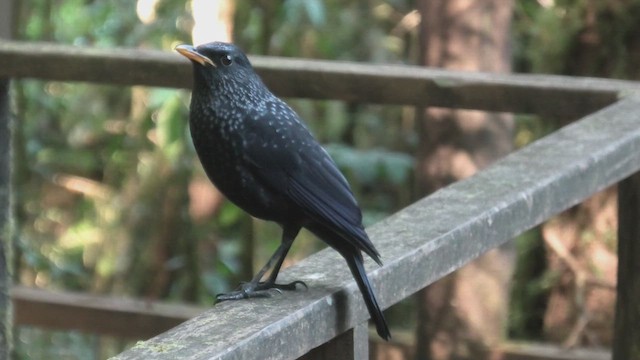 Blue Whistling-Thrush (Yellow-billed) - ML618088782