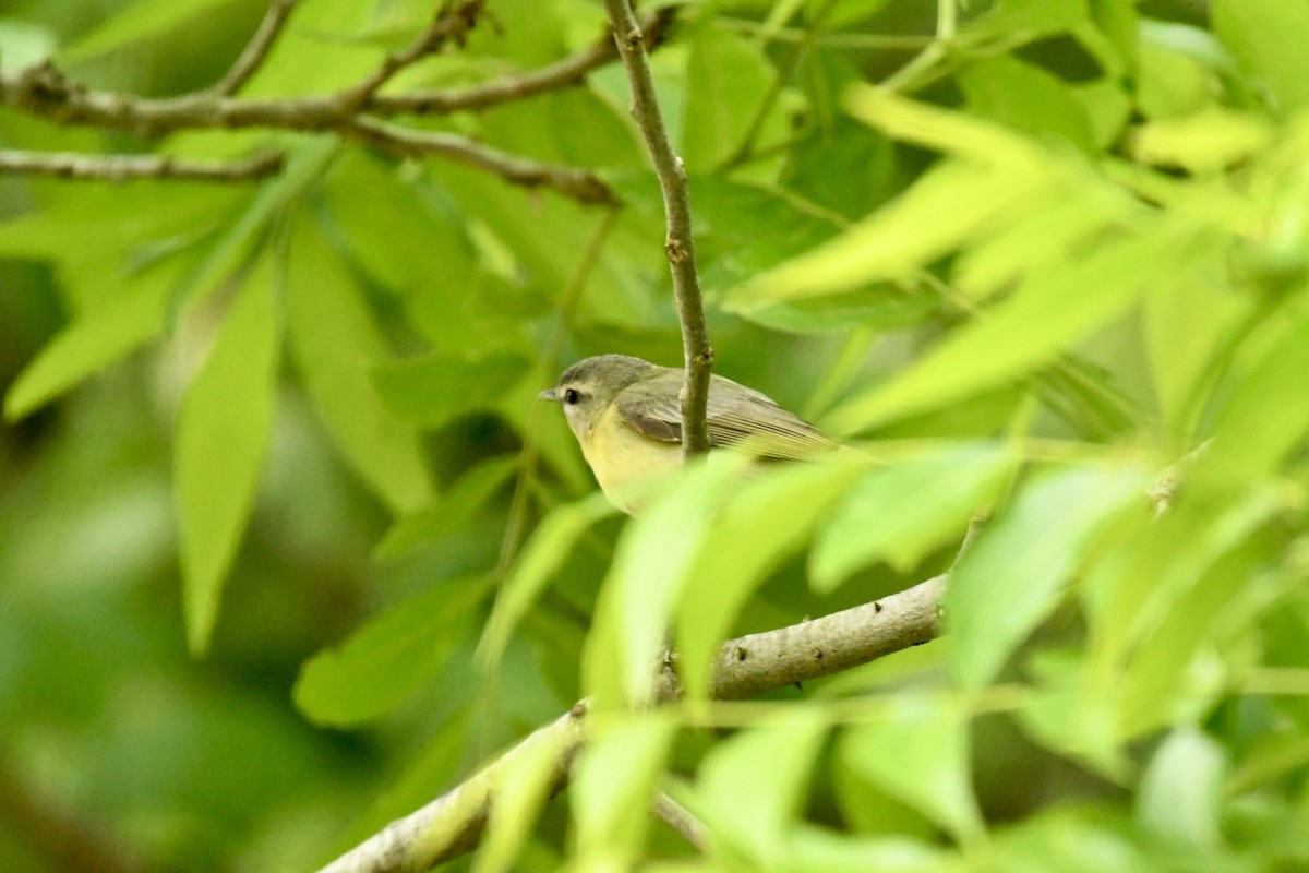 Philadelphia Vireo - ML618088788