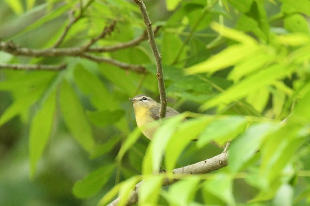 Philadelphia Vireo - ML618088790