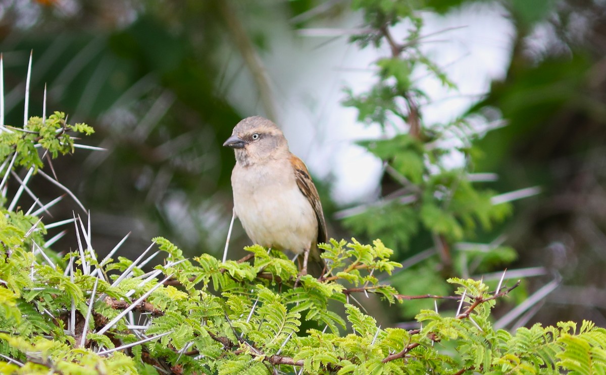 Moineau roux - ML618088806