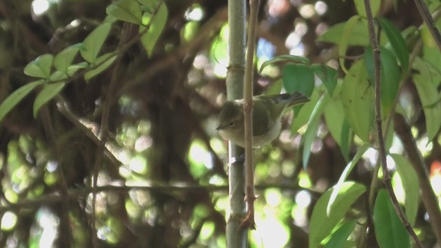 Yellow-browed Tit - ML618088813