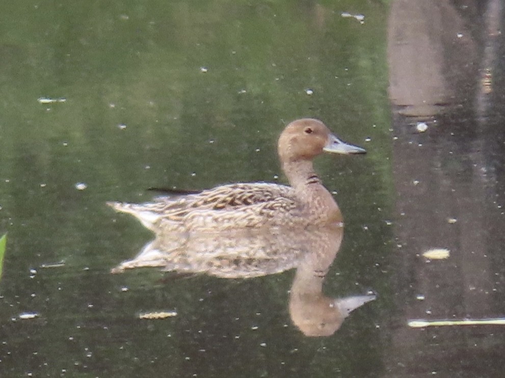 Northern Pintail - ML618088826