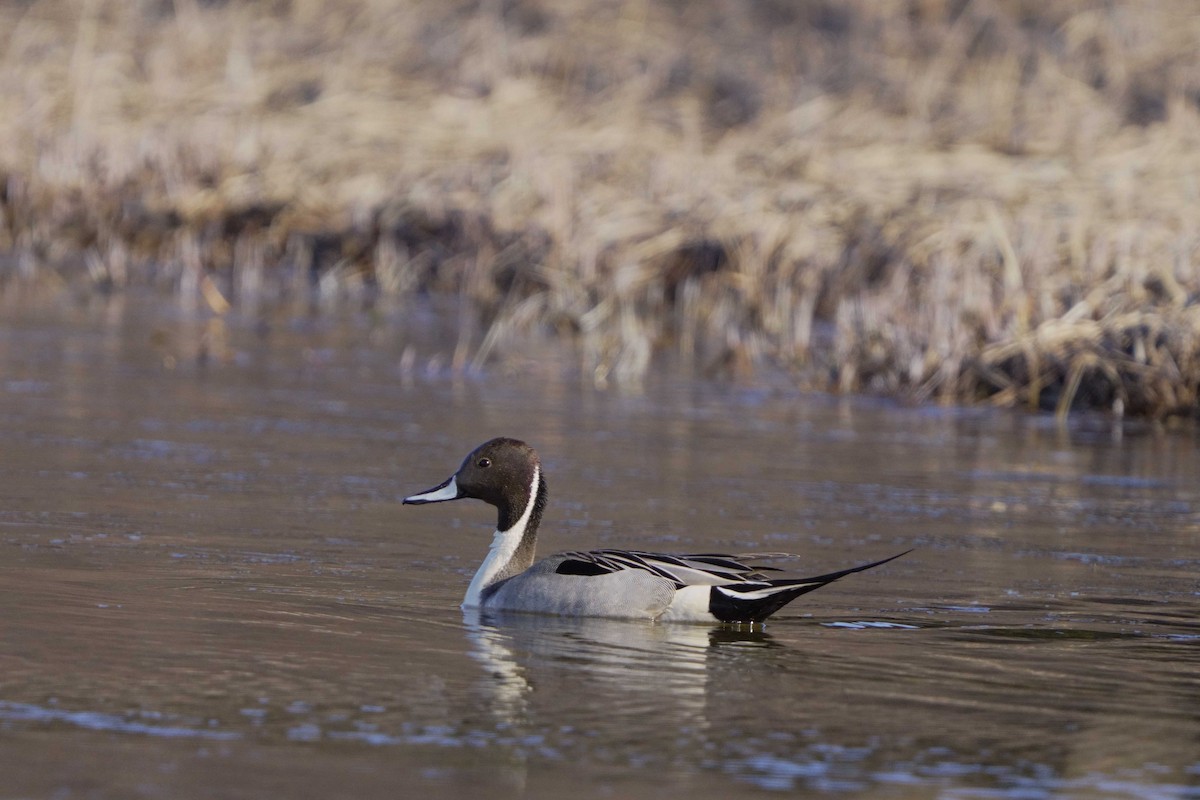 Northern Pintail - ML618088827