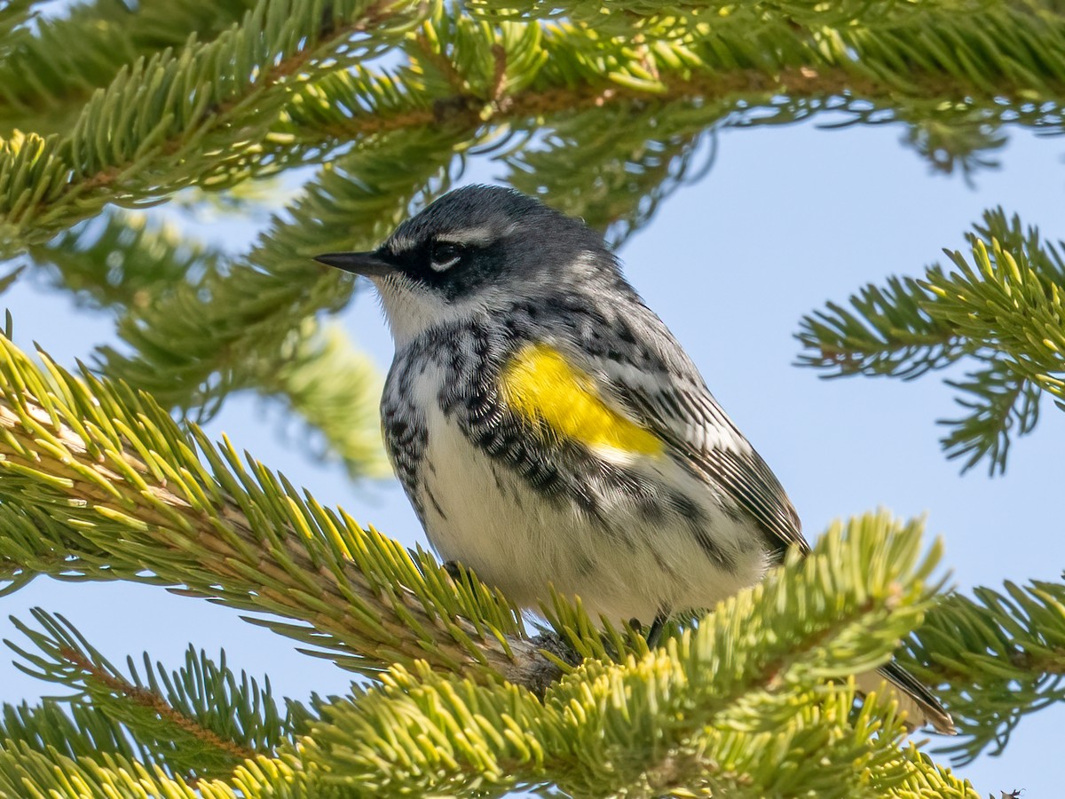 Yellow-rumped Warbler - ML618088830