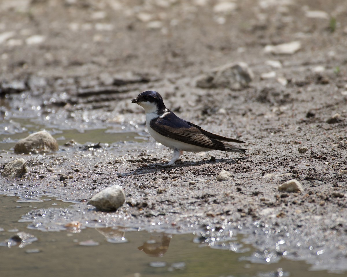 Western House-Martin - ML618088837