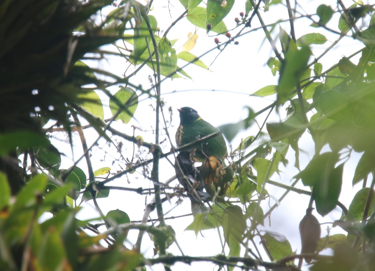 Barred Fruiteater - ML618088855