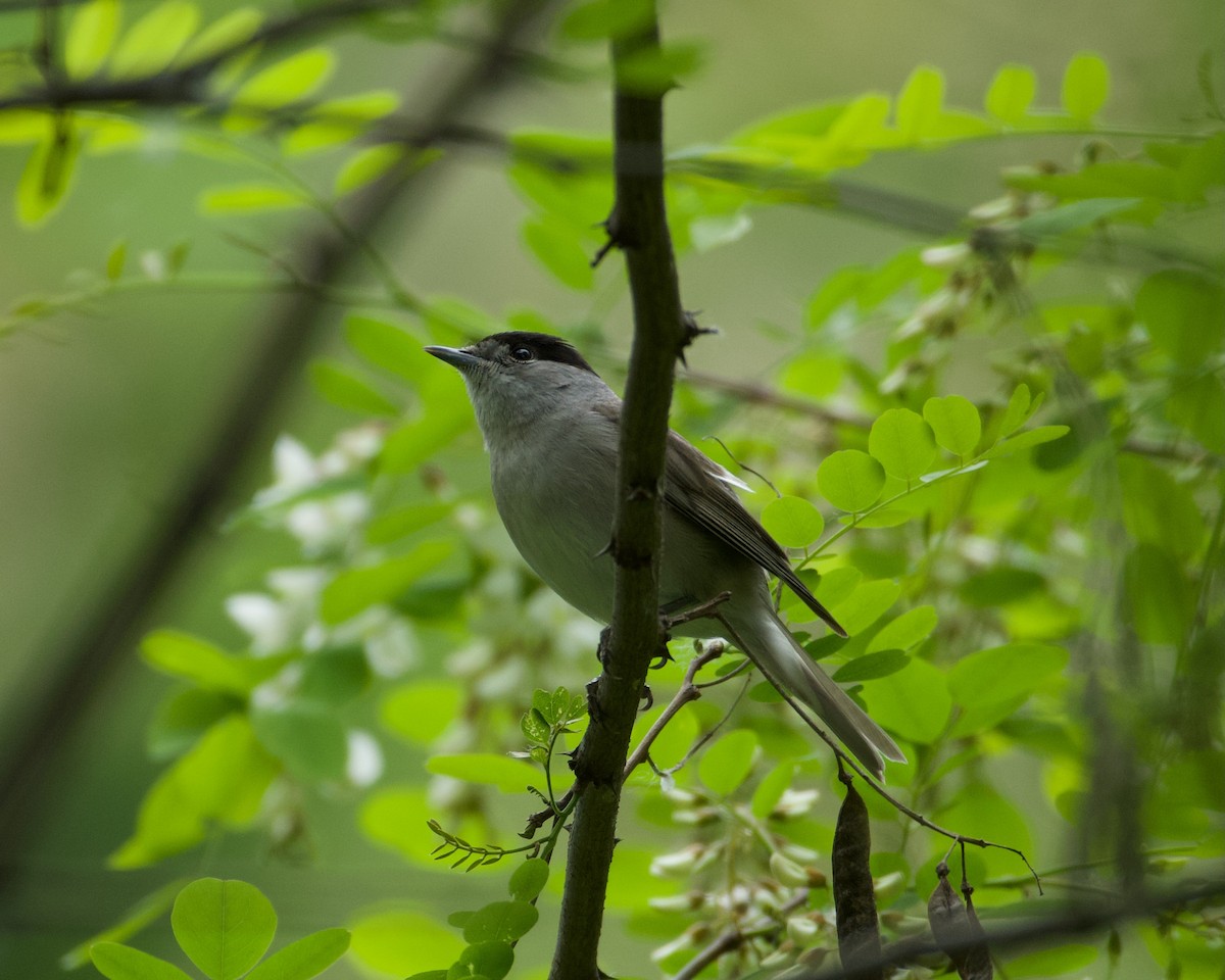 Eurasian Blackcap - ML618088857