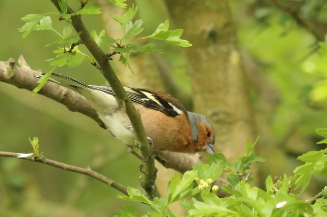 Common Chaffinch - ML618088861