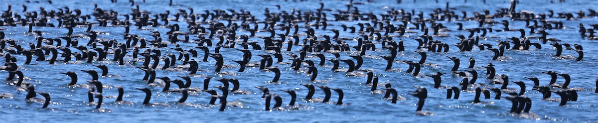 Brandt's Cormorant - Brian Gibbons