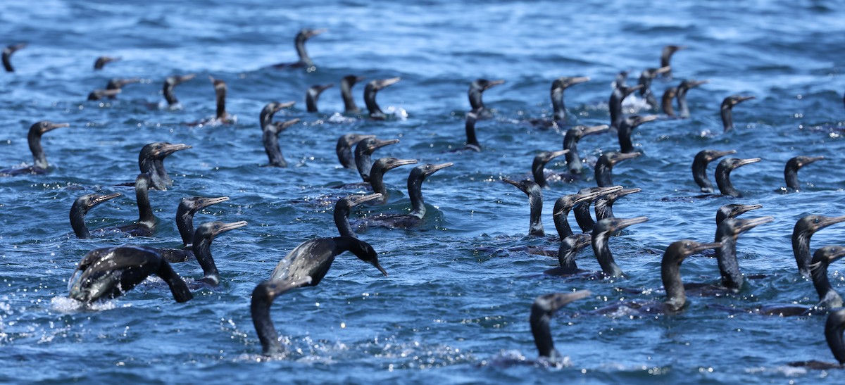 Brandt's Cormorant - Brian Gibbons