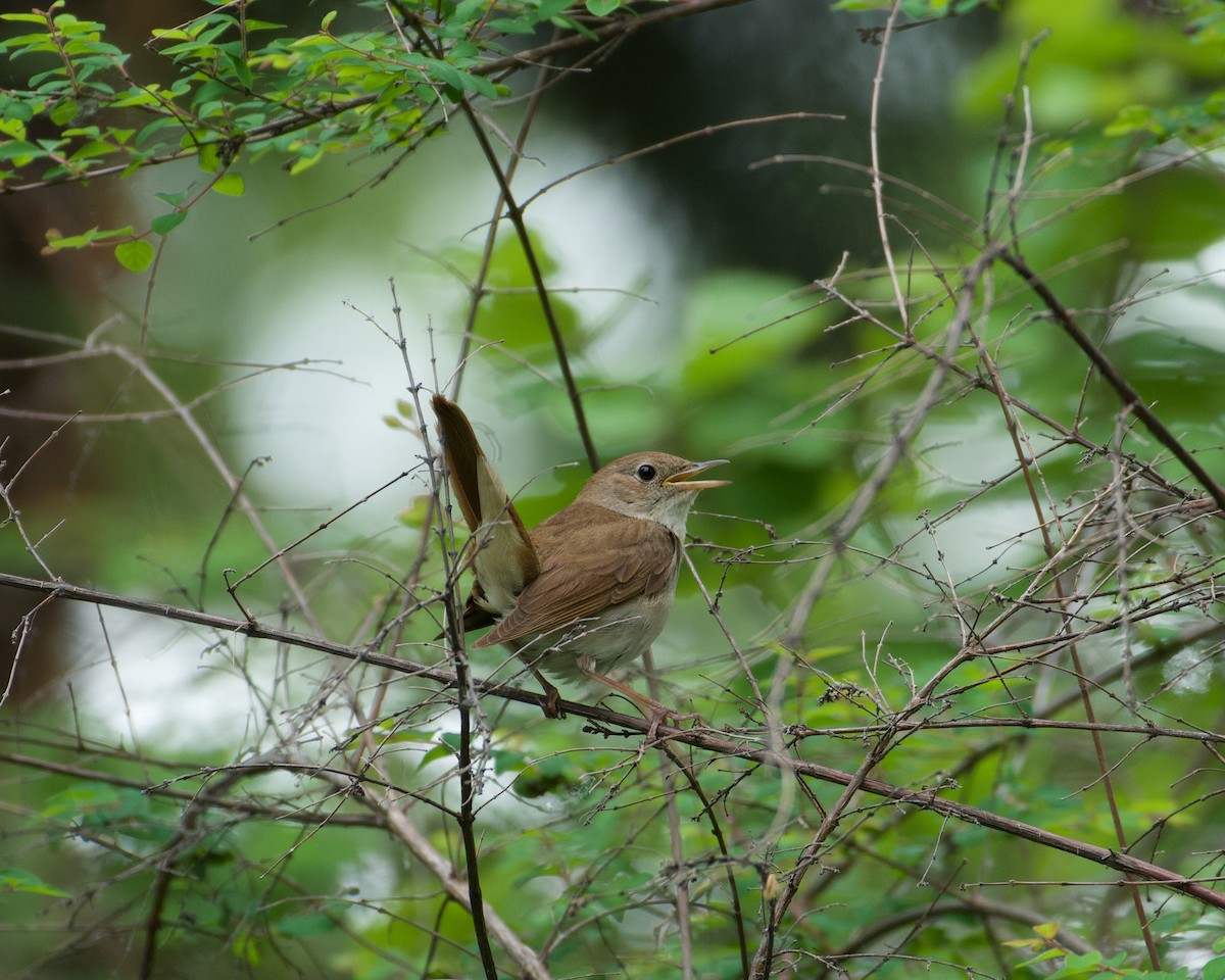 Common Nightingale - ML618088865