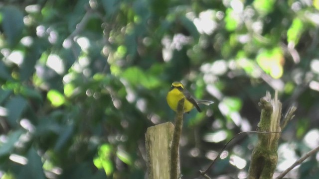 Yellow-bellied Fairy-Fantail - ML618088866