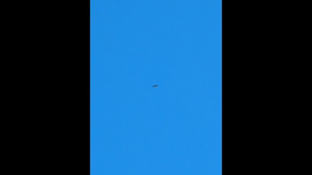 diurnal raptor sp. - ML618088867