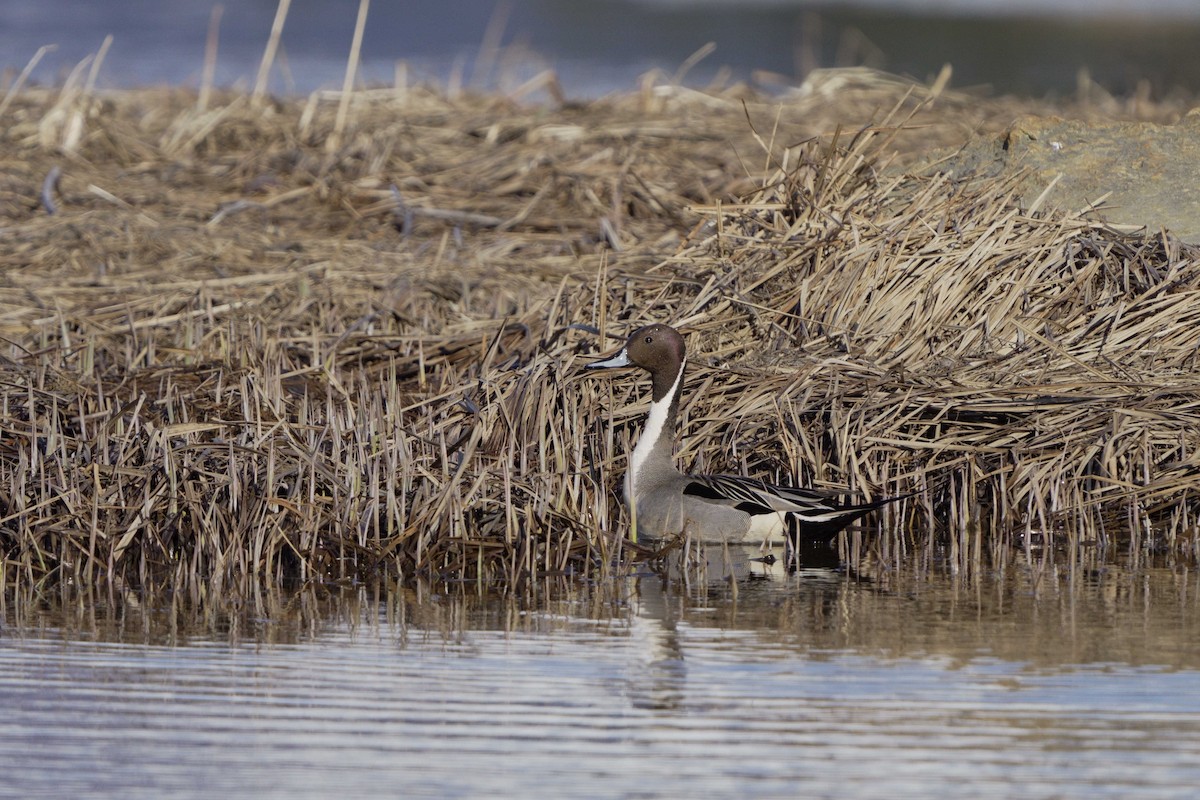 Northern Pintail - ML618088872