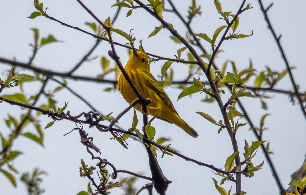 Yellow Warbler - ML618088884