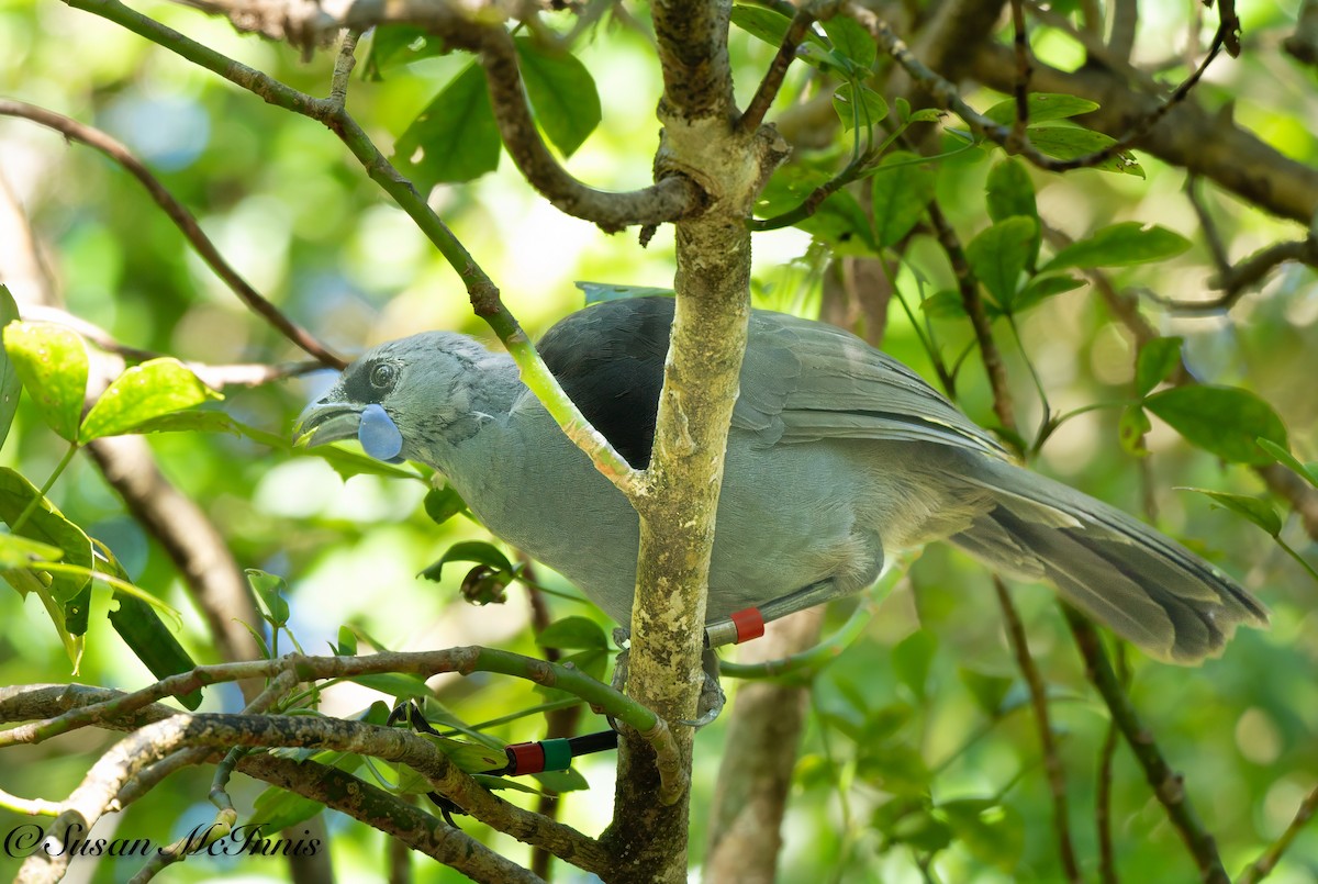 North Island Kokako - ML618088909