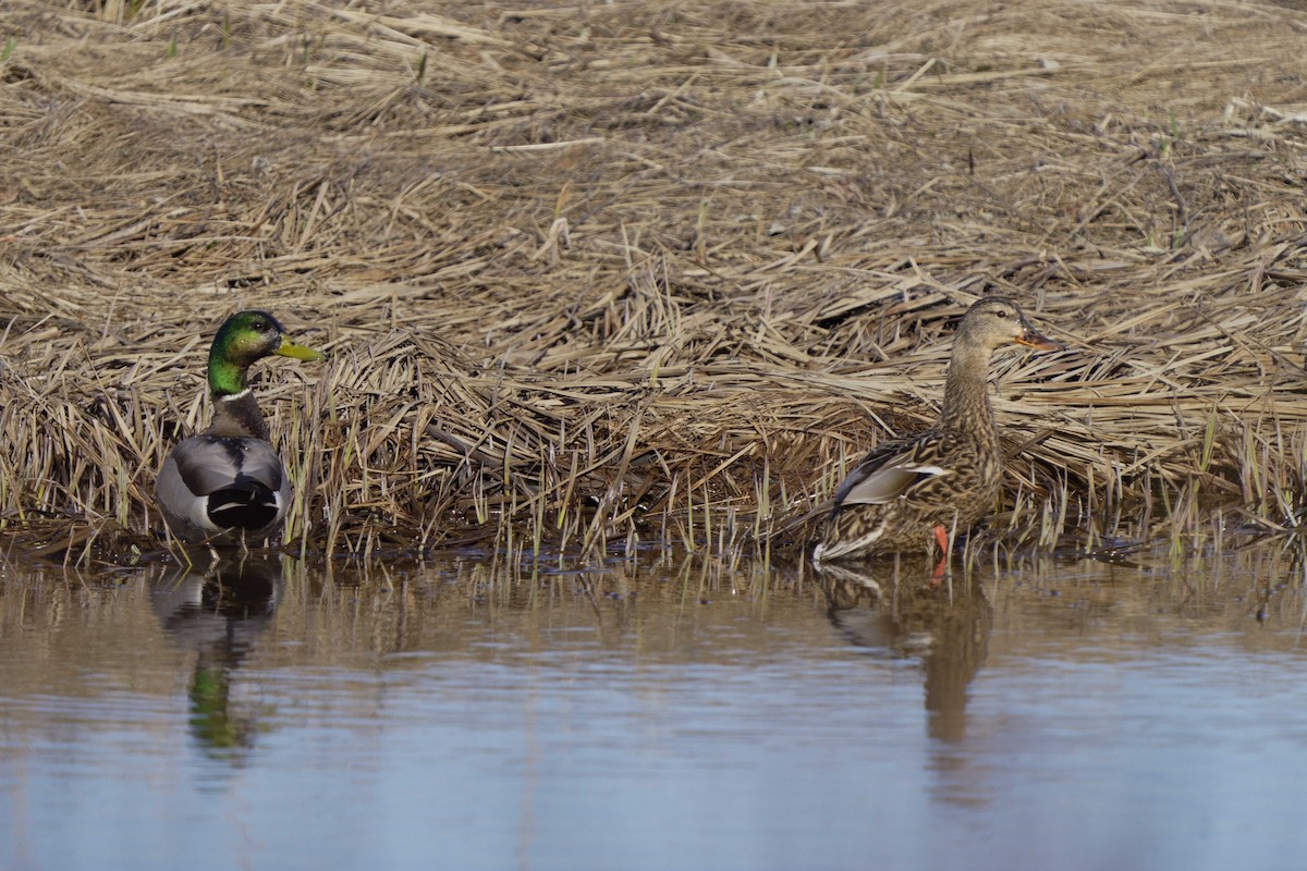 Mallard - ML618088917