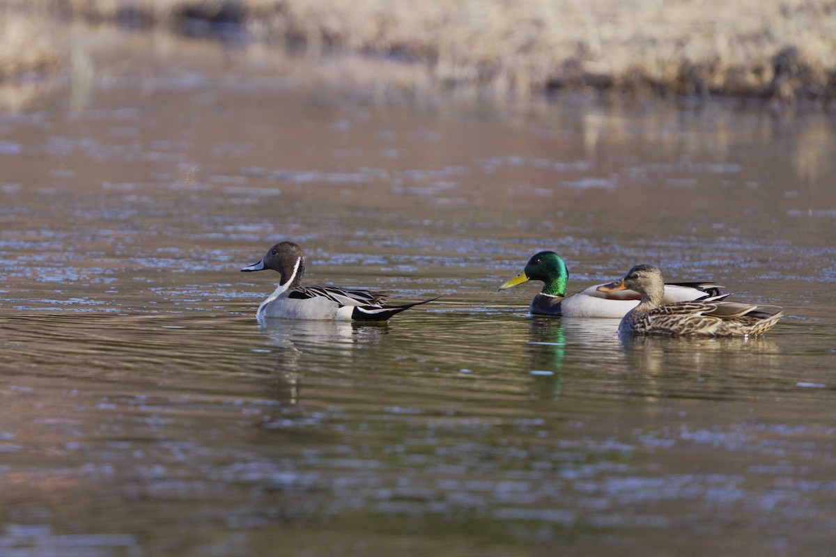 Canard colvert - ML618088943