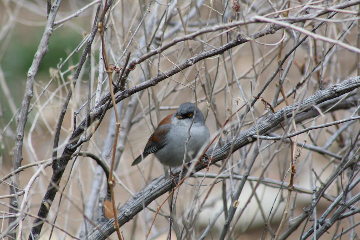 Junco aux yeux jaunes - ML618088969