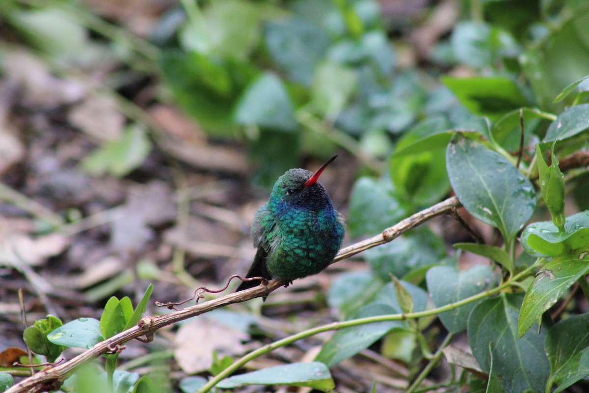 Broad-billed Hummingbird - ML618088988