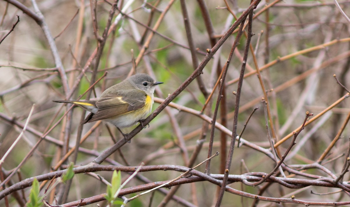 American Redstart - Doug Hitchcox