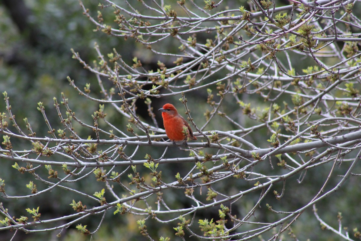 Hepatic Tanager (Northern) - Alexis Stark