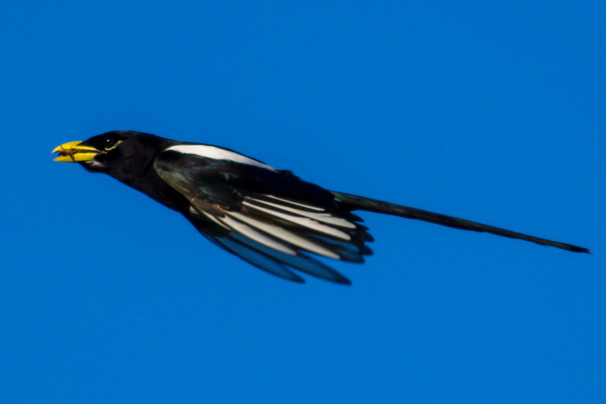 Yellow-billed Magpie - Philip Fiorio