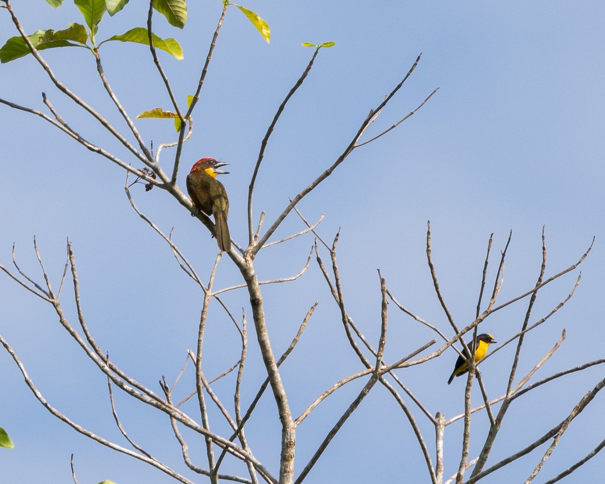 Scarlet-crowned Barbet - Per Smith