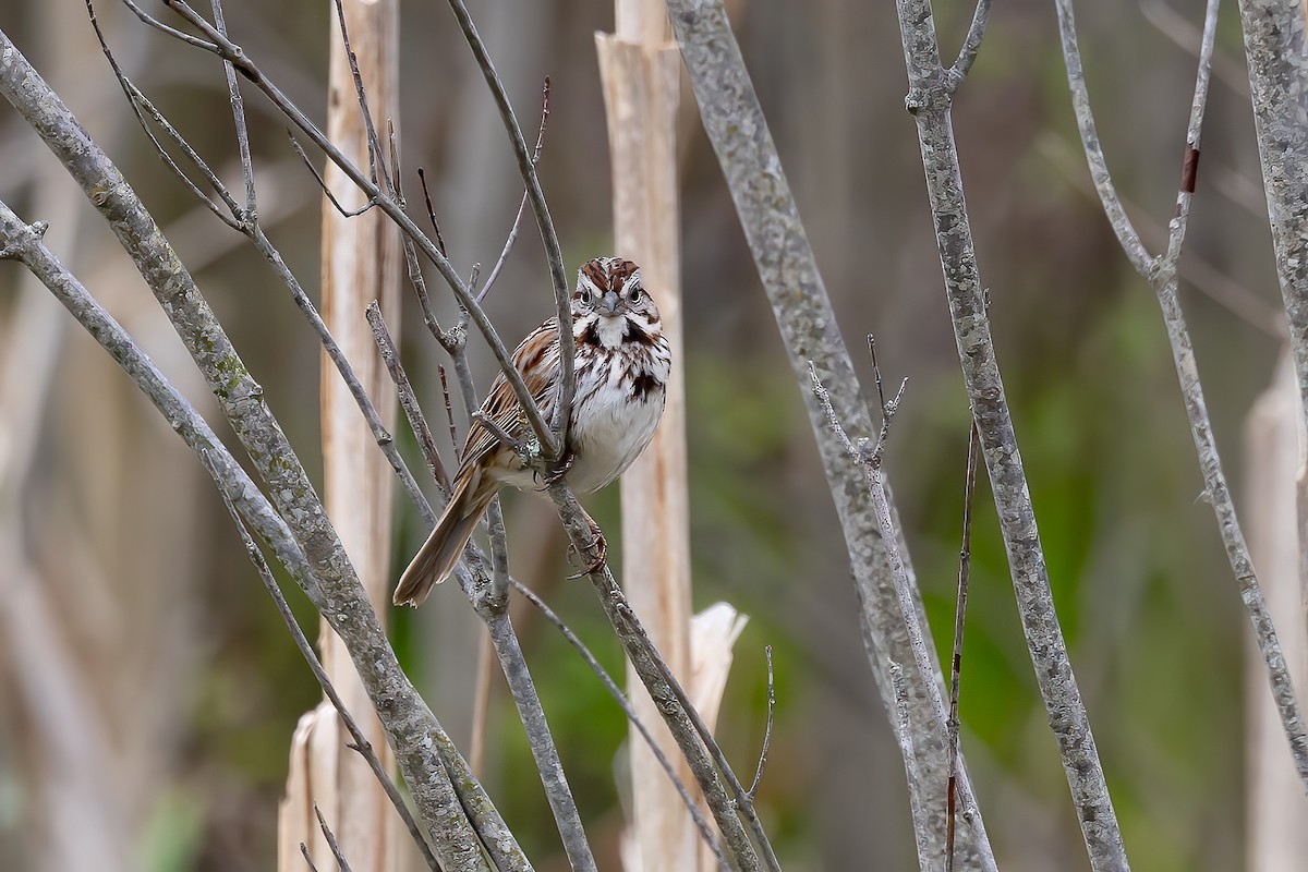 Song Sparrow - Chris S. Wood