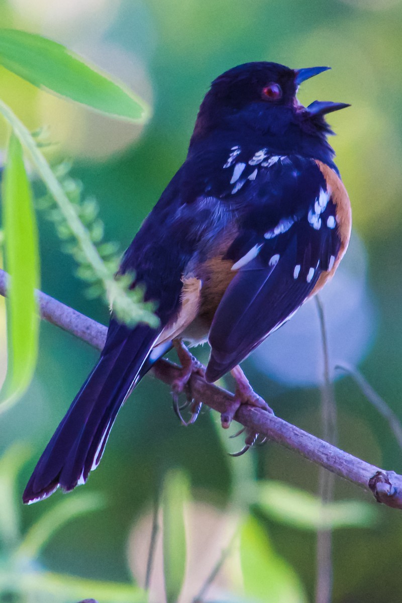 Spotted Towhee - ML618089061