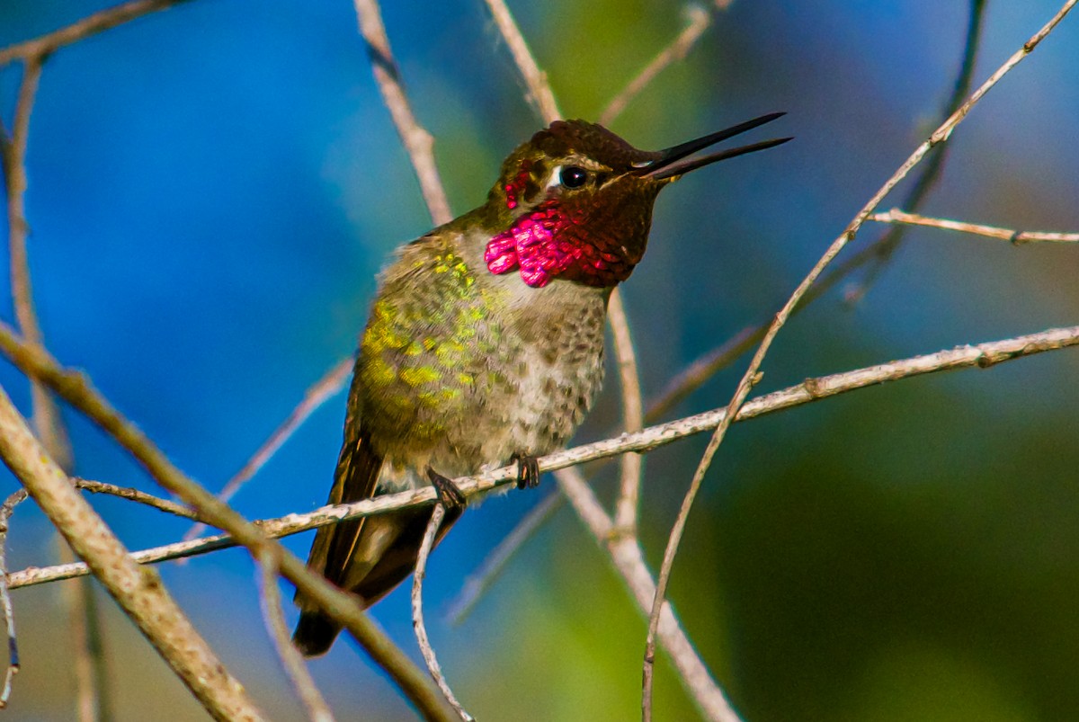 Anna's Hummingbird - ML618089093
